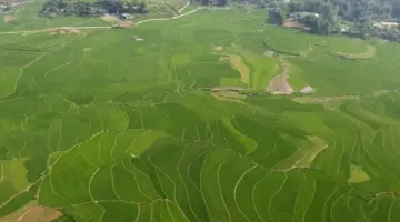 تعمل هوب ثانه على توسيع مساحة زراعة الأرز عالي الجودة، مما يشكل منطقة إنتاج سلعي مركزية.